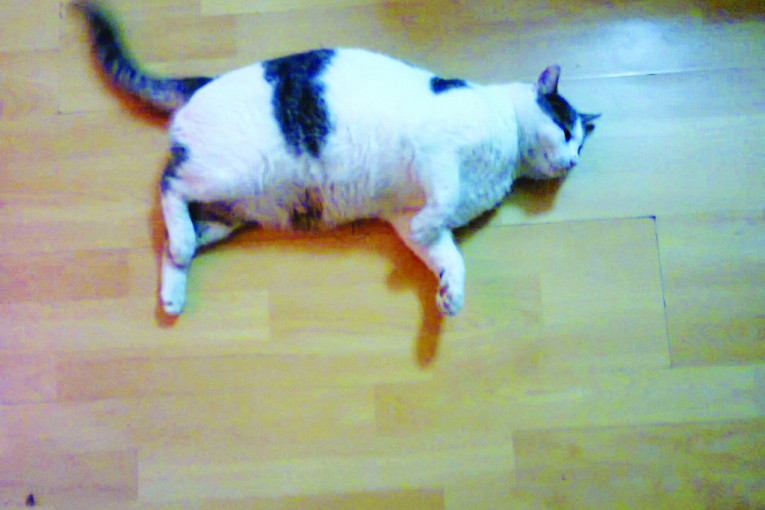 Ovo je mačak Ćići i uskoro puni 4 godine. Mnogo je lenj, ne voli da se mazi. Sve voli da jede