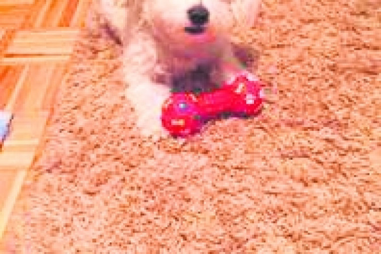 Pata ima 4 godine i mnogo voli da se igra