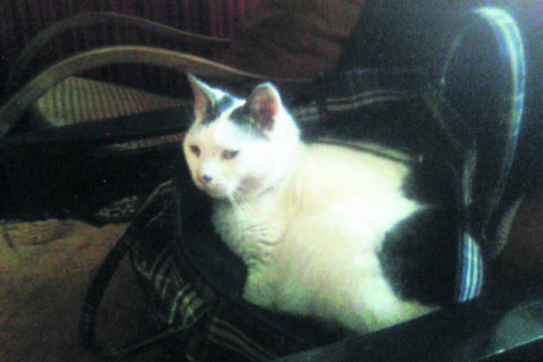 U znak sećanja na moju mezimicu Belku, koja mi je devet godina pravila društvo i činila me srećnom