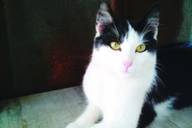 Tajna veza mačaka i ljudi