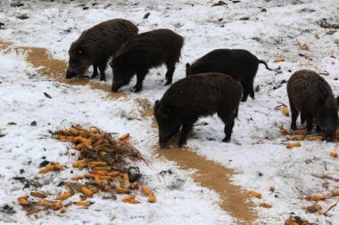 Stampedo divljih svinja protutnjao selom u Banatu