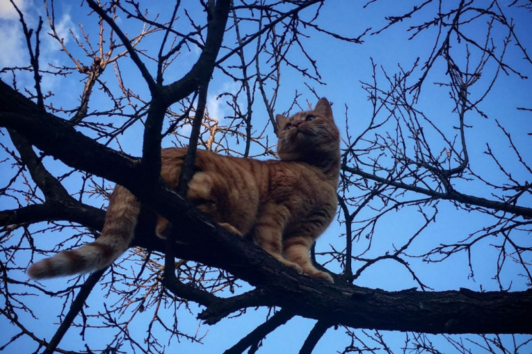 Duci, riđa mačka stara oko četiri godine. Avaturista, neustrašiva i pravi lovac. Ne voli da se mazi, ali obožava da zauzme ceo krevet kada spava