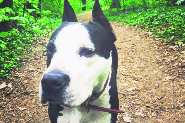 Kali, američki stafordski terijer. Stara 1,4 godine. Obožava da trči, da se igra sa lopticama, a najviše od svega da se mazi