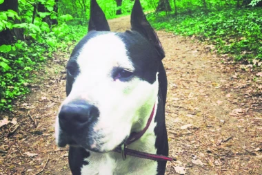 OBJAVLJUJEMO VAŠU FOTO-PRIČU: Šaljite slike svojih ljubimaca