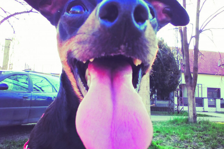 Maza, stara 2 godine. Obožava da se šeta, trči, a najviše da se igra lopticama