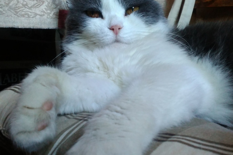 Debeli, mešanac domaće i ruske plave, star 11 godina, voli da se mazi i jede, a najviše uživa u spavanju