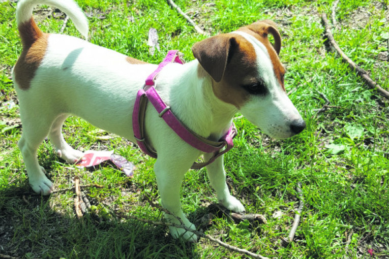 Mina, 4,5 meseci, džek rasel terijer. Voli decu, duge šetnje i igranje lopticom