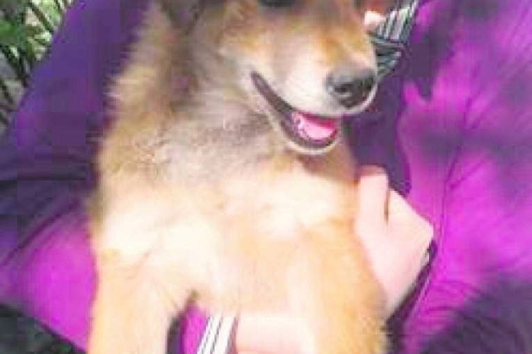 Maks, star 4,5 meseci. Voli da se mazi, da trči za lopticama i da se igra sa svojim sestrama Suzanom i Snežanom