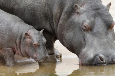 STRAŠNA KATASTROFA: U jednom parku nađeno više od sto mrtvih nilskih konja!