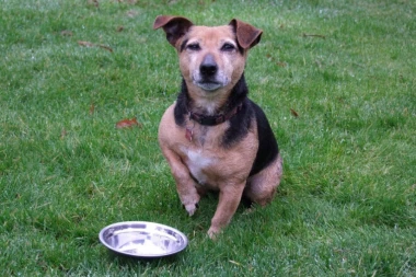 BUDIMO HUMANI: U nedelju donirajte hranu za napuštene životinje