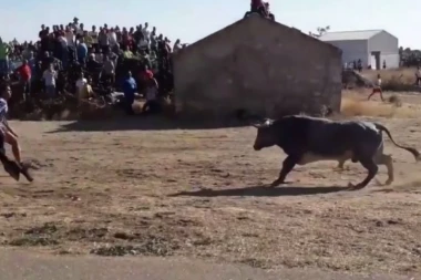 (UZNEMIRUJUĆI VIDEO) IZAZIVAO BIKA, PA GA OVAJ IZBO NA SMRT!