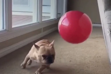 (VIDEO) ULEPŠAĆE VAM DAN: Evo kako izgleda kada jedan nevaljalac svemu nauči svog brata