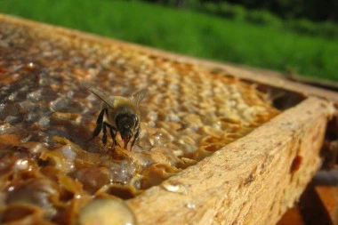 Pčelinji proizvodi sve važniji u lečenju hroničnih bolesti: Pozitivno deluju na zatvor, kataraktu, tumore, ali to nije sve!