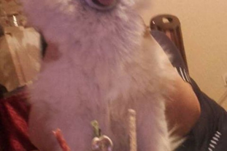 Meda će uskoro napuniti 4 godine, a ovako je bilo na proslavi 3. rođendana