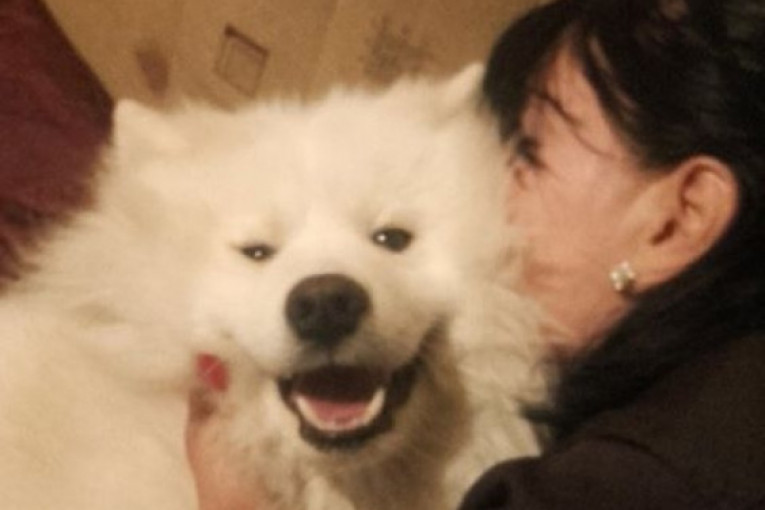 Meda je iz Kragujevca, i njegovi vlasnici ga smatraju najmlađim članom porodice