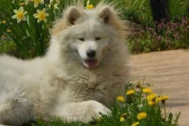 Meda je porodica, nije ljubimac