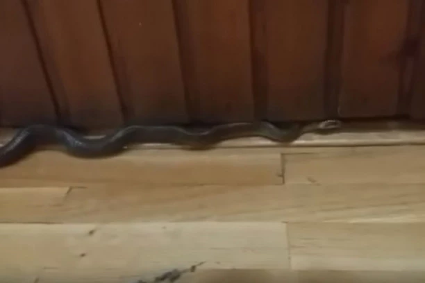 DA SE SLEDIŠ: U jednom danu vatrogasci uhvatili TRI ZMIJE U DOMAĆINSTVIMA!