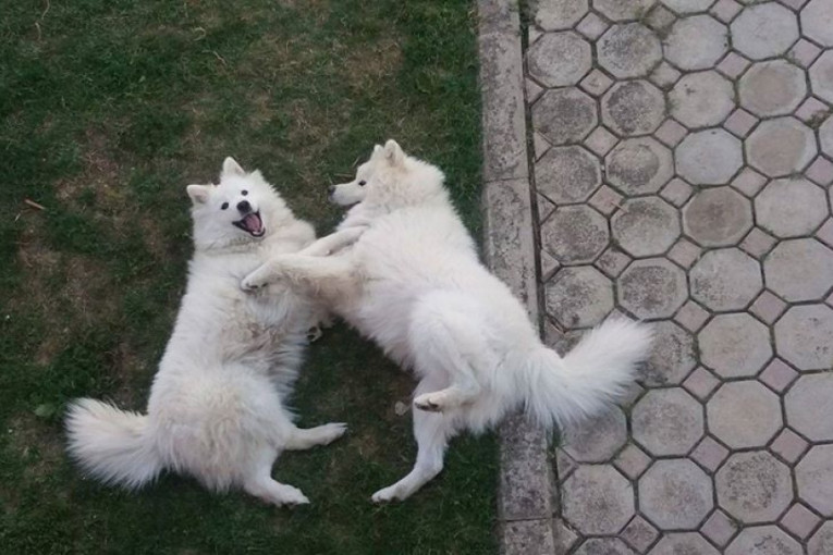 Lea ima 6, a Leo 3 godine