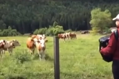 (VIDEO) KONCERT ZA KRAVE: Životinje trče da slušaju harmoniku