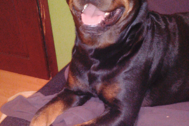 Doli, 4,5 godina. Živi u kući, spava u krevetu i obožava da se vozi kolima.