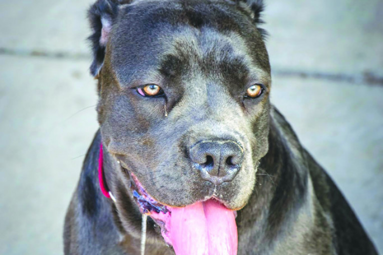 Mona, Kane korso, stara 8 meseci. Obožava ljude, trčanje u prirodi i vožnju kolima.