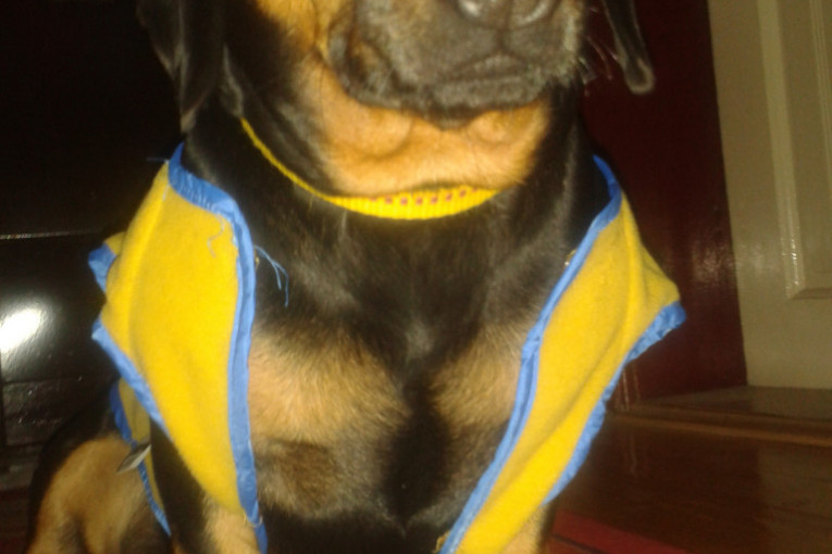 Jazavičar Bob ima sedam godina, živi u Topoli. Obožava da se šeta po Oplencu.