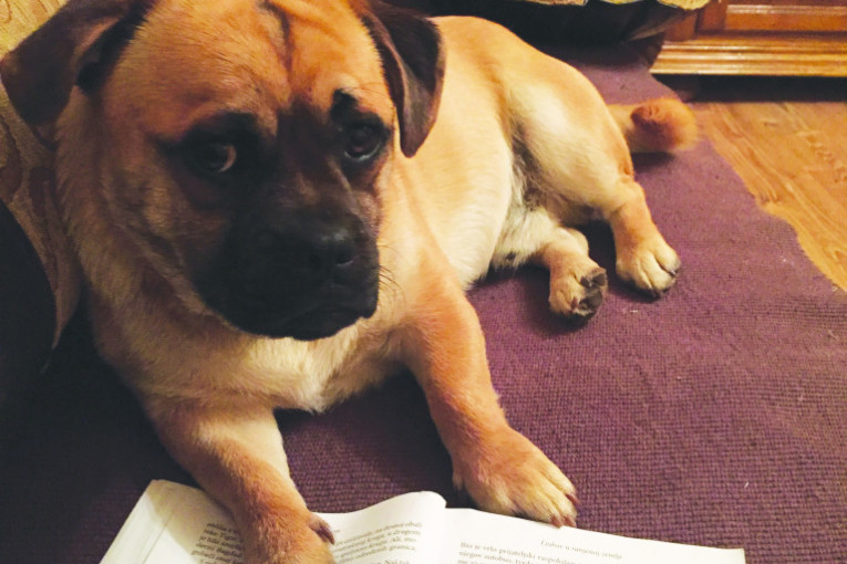 Barni, pas koji voli da se igra i mazi, a u slobodno vreme i čita.