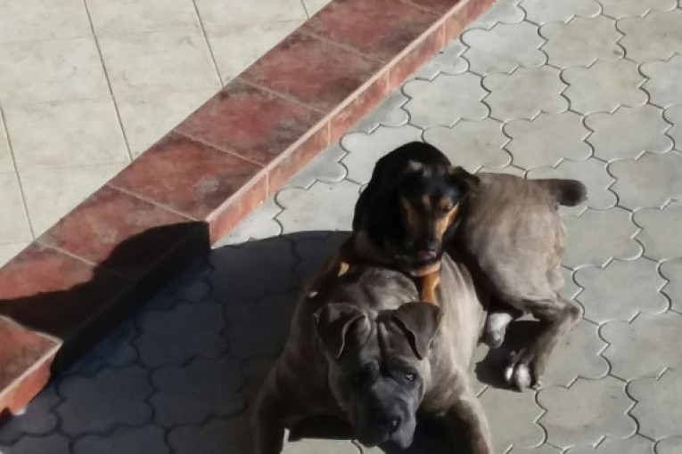 Roki je pas rase Kane korso, a Malena je kučence od 1,5 godina koje je ostavljeno u našem dvorištu i sada je najbolja drugarica Rokiju, koji joj dopušta da skače po njemu, vuče ga za uši ako slučajno prvo pomazim njega!