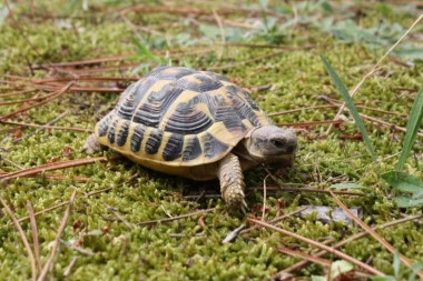 Veterinar za kornjače: Par saveta kako da vaš ljubimac ostane u top formi