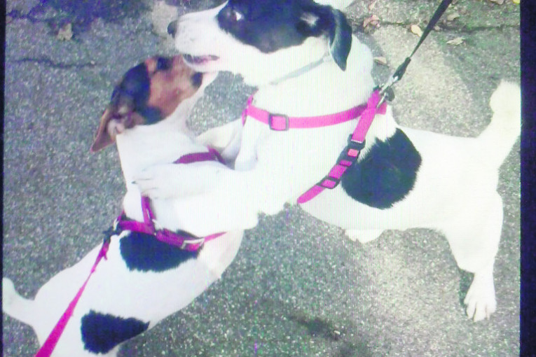 Cici od 2 godine (levo) i Joca od 3 godine, prelepi i zaljubljeni džek rasel terijeri, obožavaju da se maze, igraju, trče za lopticama, ali najviše vole da vreme provode zajedno.