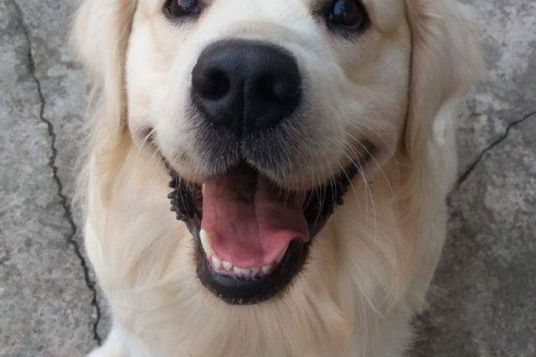 Bak je beli poslušni meda koji voli više da se igra sa ljudima nego sa psima.