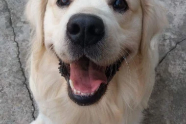 ZAPAMTITI: 5 saveta za srećnijeg psa