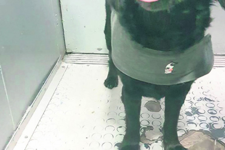 Maza je bakica u telu devojčice. Ima 12,5 godina, obožava da "moli" za slaniše i slatkiše, da se ljubi i da se valja po travi.