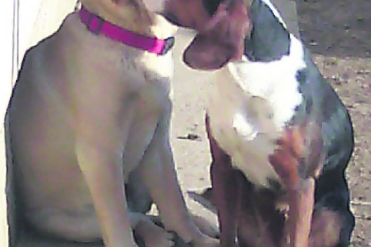 Od prvog dana kada je Sara (žuta) došla kod nas, postale su prave drugarice. Lara (trobojac) zna da bude suzdržana i distancirana, ali pred naletima svoje drugarice, koja je hiperaktivna, teško izdrži.