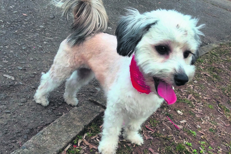 Dora, mešanac maltezera, stara godinu i po. Voli vožnju automobilom i uživa u muzici. Traži dečka da se zabavlja i obožava paštete.