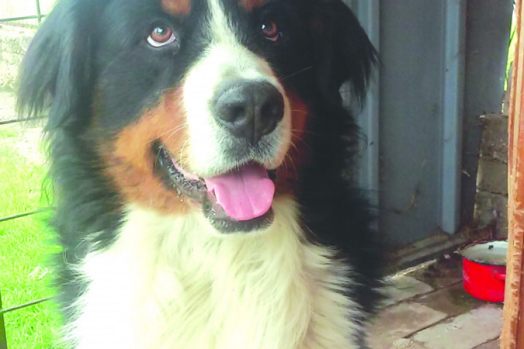Meda, 17 meseci. Bernski planinski pas. Najviše voli da se mazi i igra sa decom.