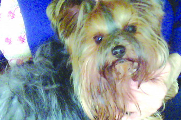 Ja sam Megi sa Dunavskog keja. Imam 6 godina, mada izgledam kao štene jer sam mala. Udata sam za Ogija. Volim da se mazim i da jedem, ne volim mnogo da šetam.