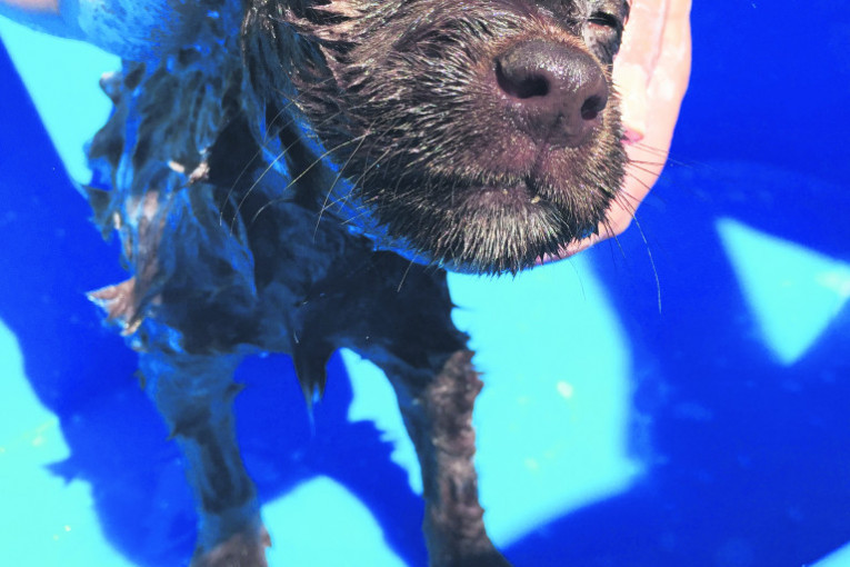 Reki, mali slatki mešanac, voli da se kupa, spava u naručju i voli piletinu.