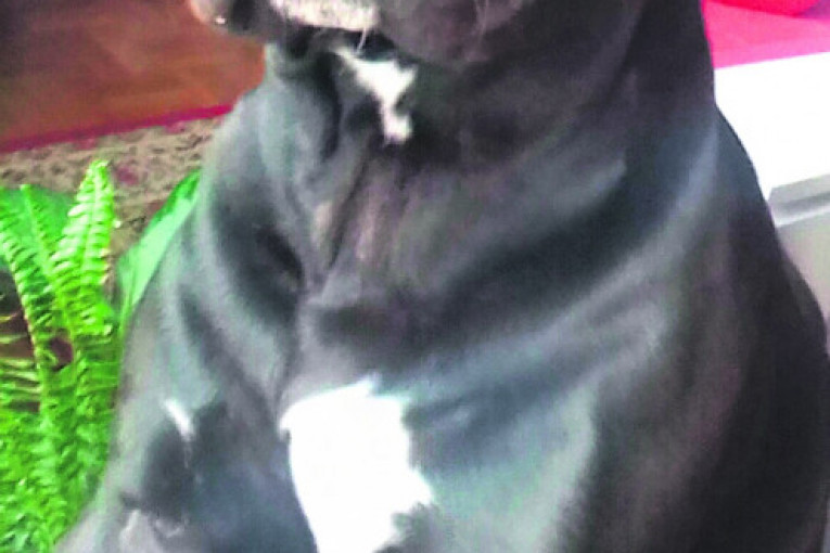 Ajs ima dve godine i prava je maza.