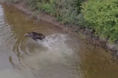 (VIDEO) Vuk napao losa - pogledajte kako je prošao!