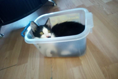 NE ODUSTAJU: Zašto se mace kriju tamo gde ne mogu da stanu?