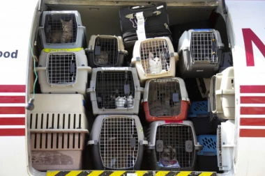 KOJI MANIJAK: Policajka došla da mu oduzme 16 mačaka, on je IZUJEDAO!