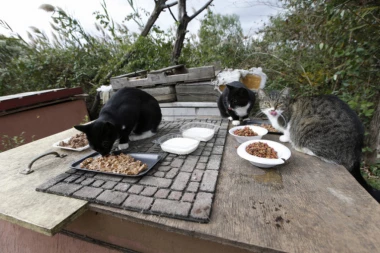Evo šta može da se desi ako mački dajete sirovo meso!