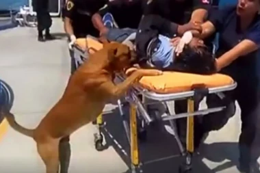 (VIDEO) VERNI DO SMRTI: Čovek nije imao sa kim u bolnicu, ali su ga zato pratili NJEGOVI PSI!