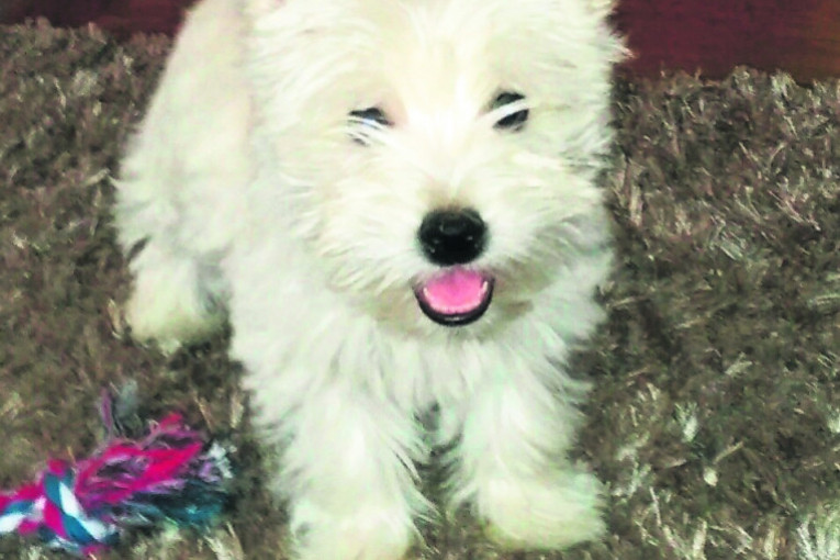 Zovem se Beti, stara sam osam meseci.