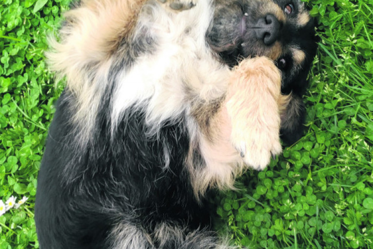 Omiljeni član porodice četvoronožni mešanac patuljastog pinča i vučjaka.