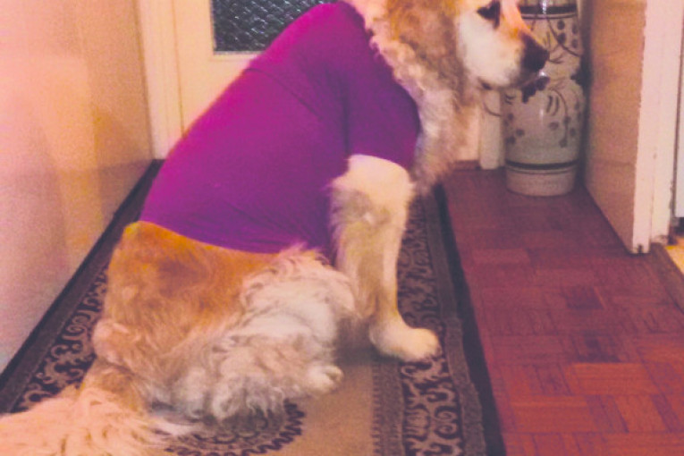 Beki je zlatni retriver, star 8 godina. Obožava da nosi moje stvari.