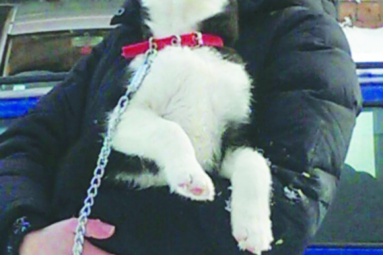 Bea je rase sibirski haski i ima četiri meseca. Obožava sneg i kišu, voli i da kopa rupe.