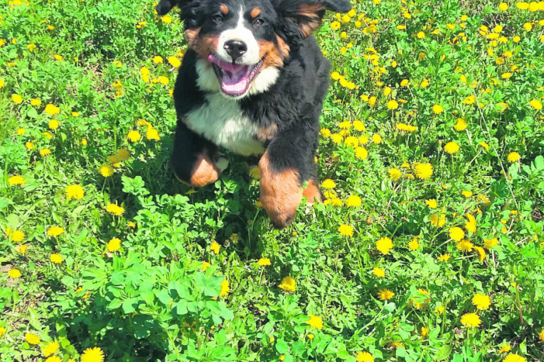 Naše mezimče Gandalf, bernski pastirski pas, ima četiri meseca i pravi je nestaško i velika, flafasta maza.