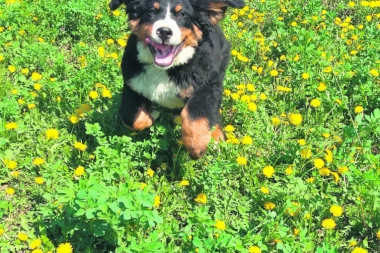 OBJAVLJUJEMO VAŠU FOTO-PRIČU: Šaljite slike svojih ljubimaca